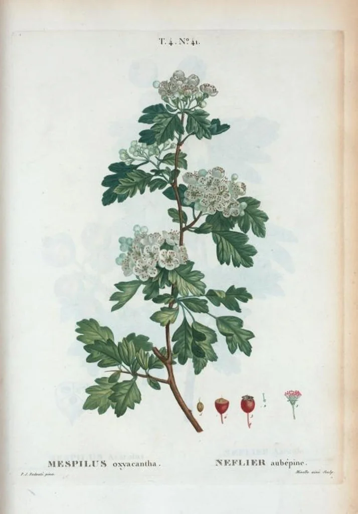 An illustration from Nouveau Duhamel, 1801, leaf 239