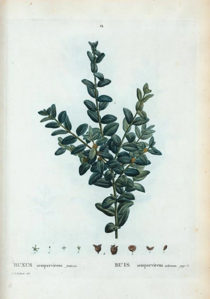 An illustration from Nouveau Duhamel, 1801, leaf 24