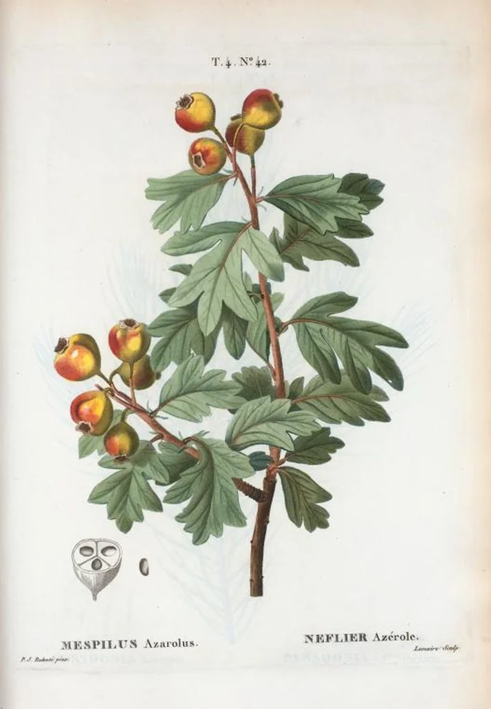 An illustration from Nouveau Duhamel, 1801, leaf 240