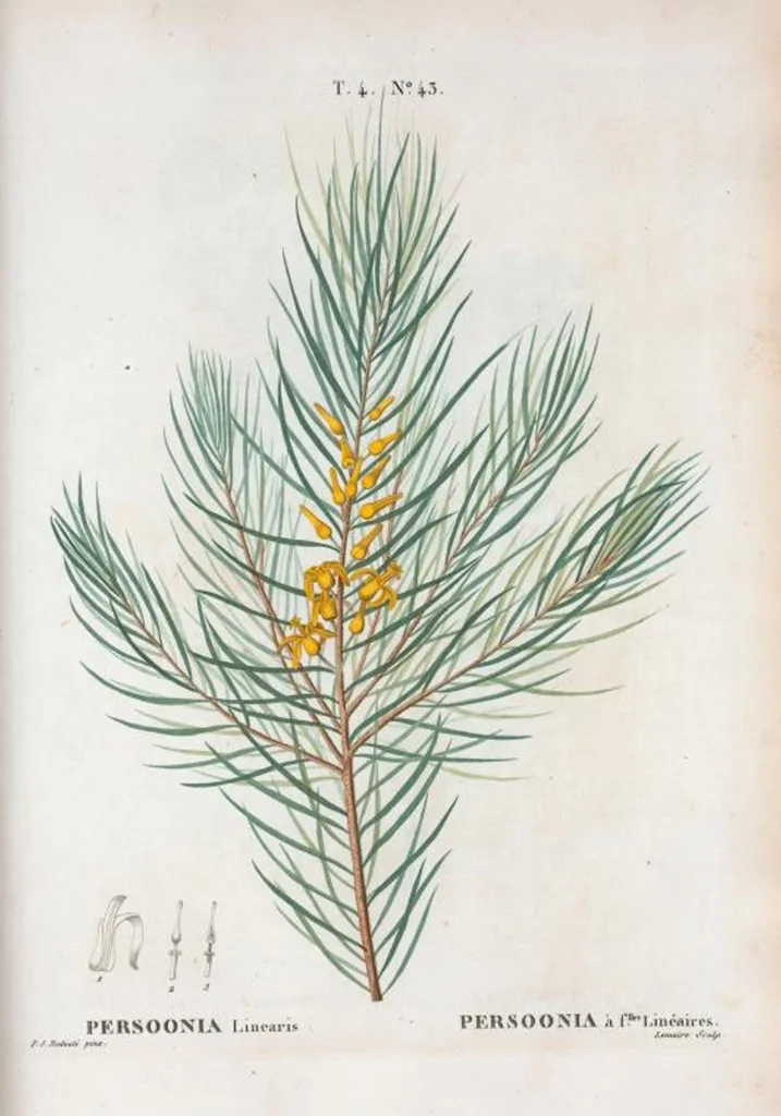 An illustration from Nouveau Duhamel, 1801, leaf 241