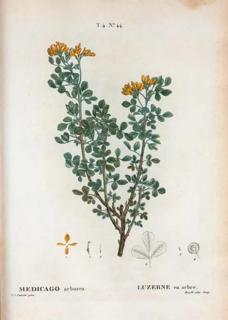 An illustration from Nouveau Duhamel, 1801, leaf 242