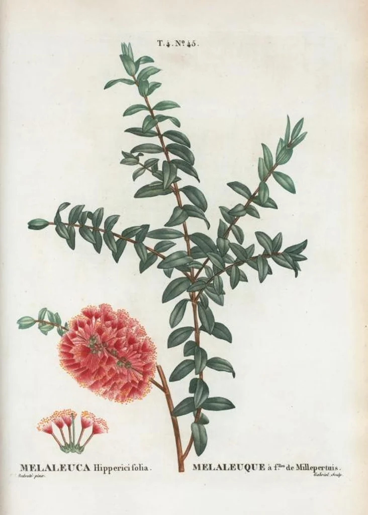 An illustration from Nouveau Duhamel, 1801, leaf 243