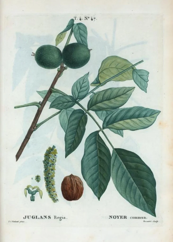 An illustration from Nouveau Duhamel, 1801, leaf 245