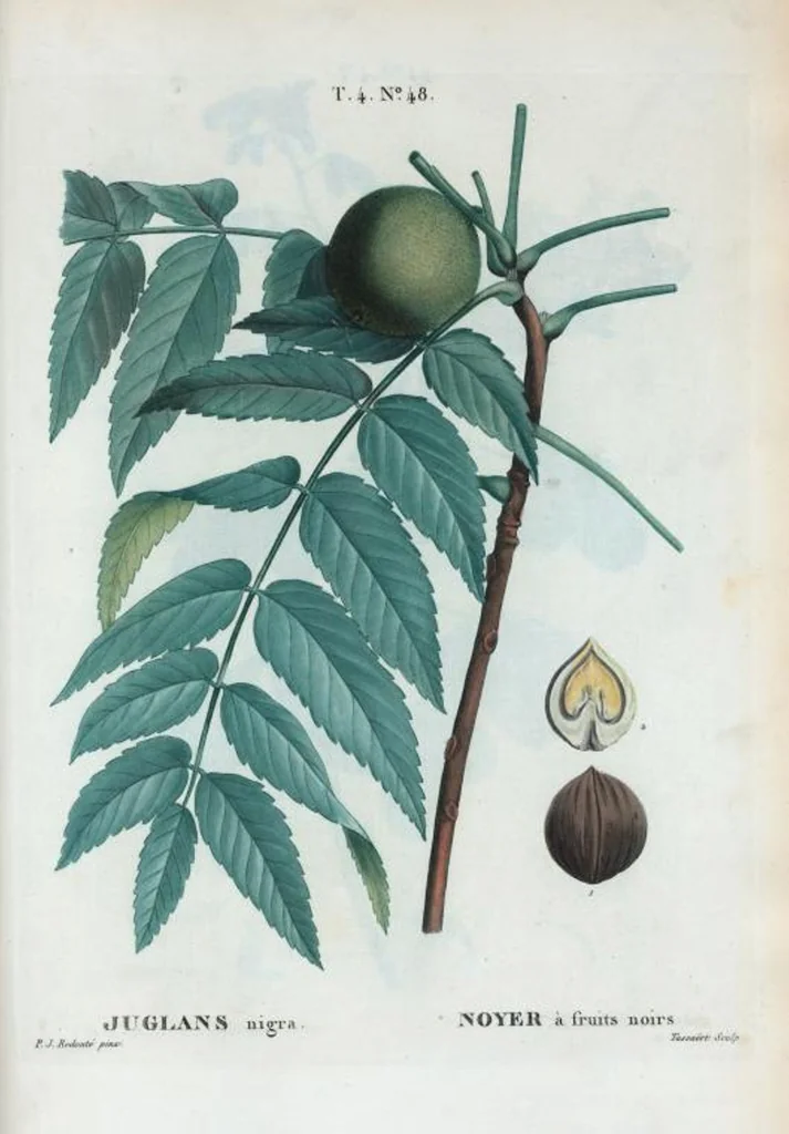 An illustration from Nouveau Duhamel, 1801, leaf 246
