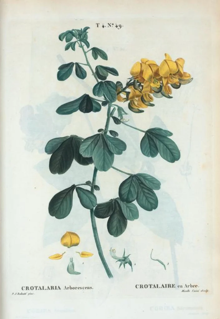 An illustration from Nouveau Duhamel, 1801, leaf 247