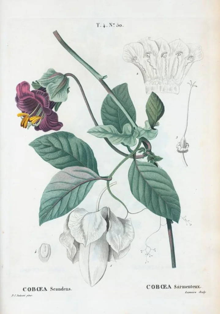An illustration from Nouveau Duhamel, 1801, leaf 248