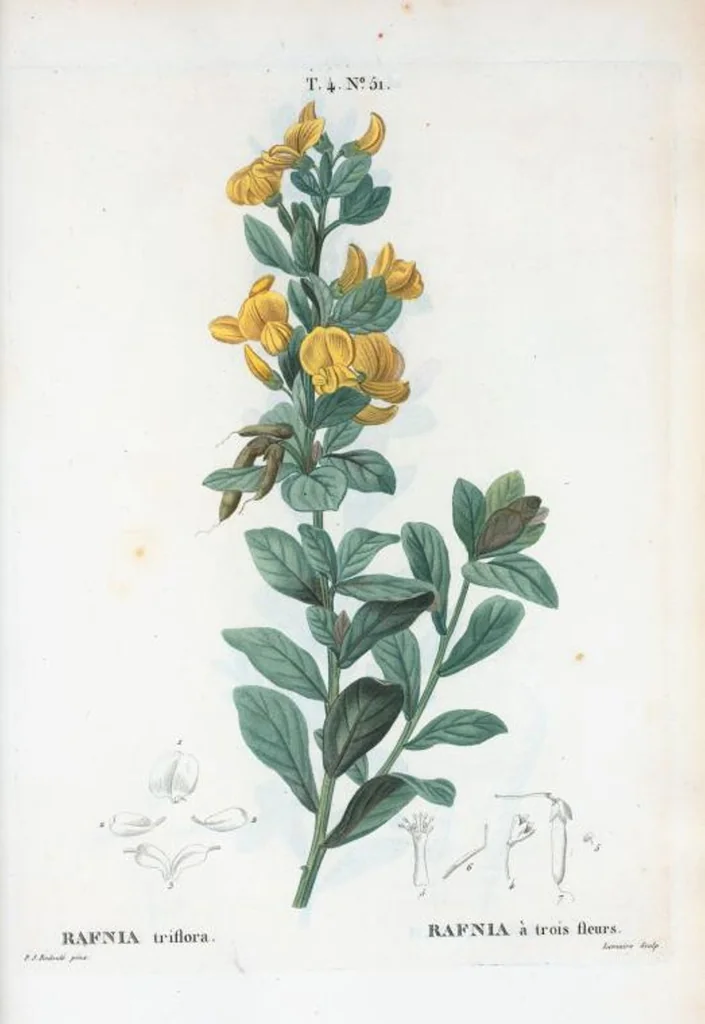 An illustration from Nouveau Duhamel, 1801, leaf 249