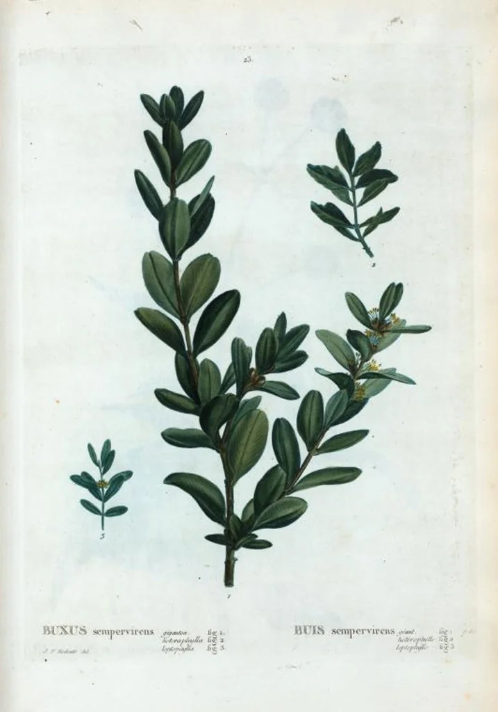An illustration from Nouveau Duhamel, 1801, leaf 25