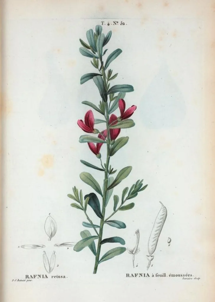 An illustration from Nouveau Duhamel, 1801, leaf 250