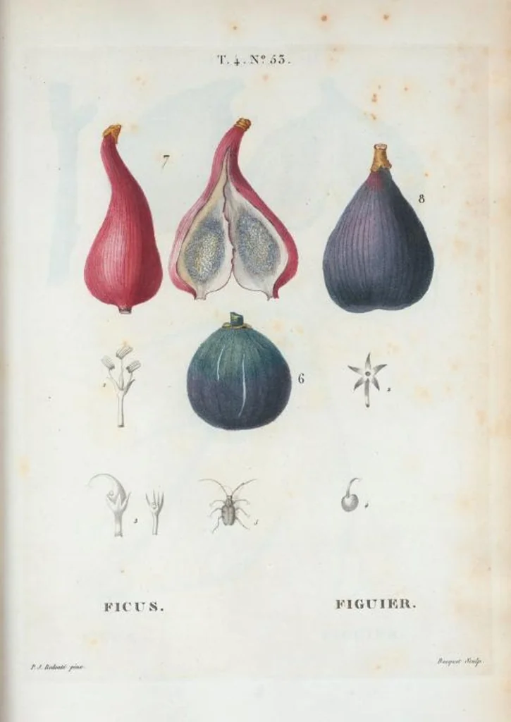 An illustration from Nouveau Duhamel, 1801, leaf 251