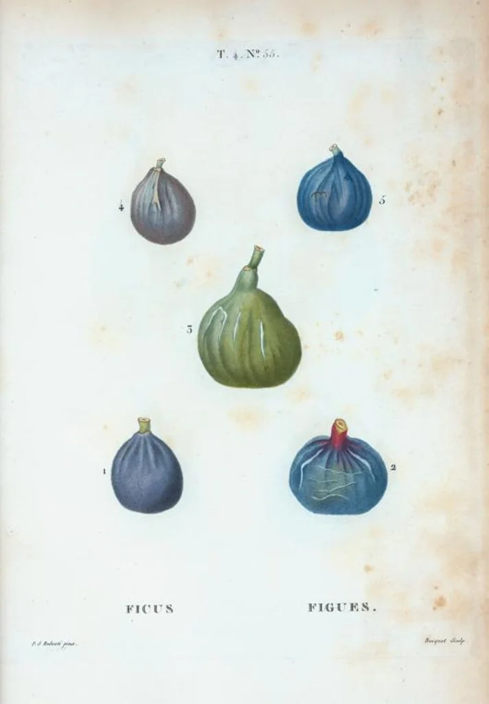 An illustration from Nouveau Duhamel, 1801, leaf 253