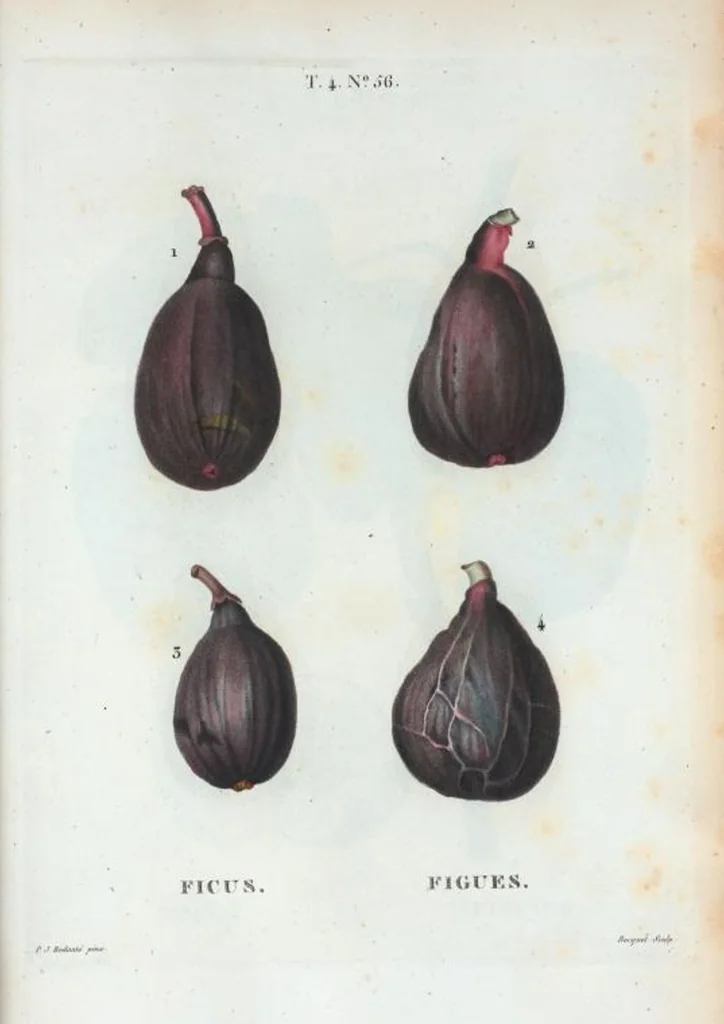 An illustration from Nouveau Duhamel, 1801, leaf 254