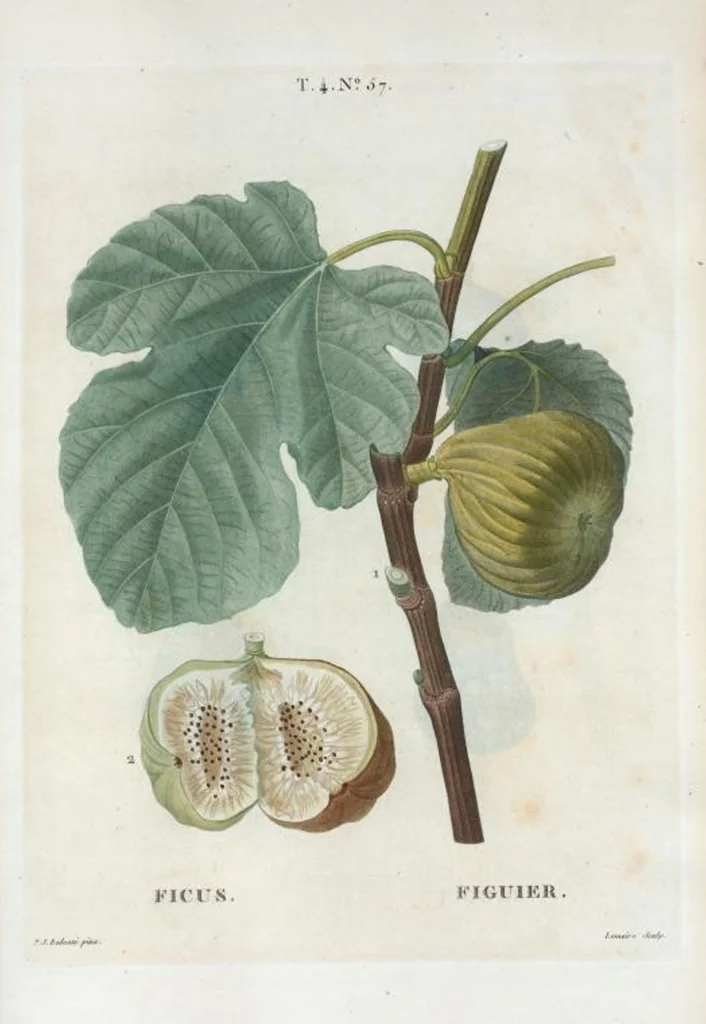 An illustration from Nouveau Duhamel, 1801, leaf 255