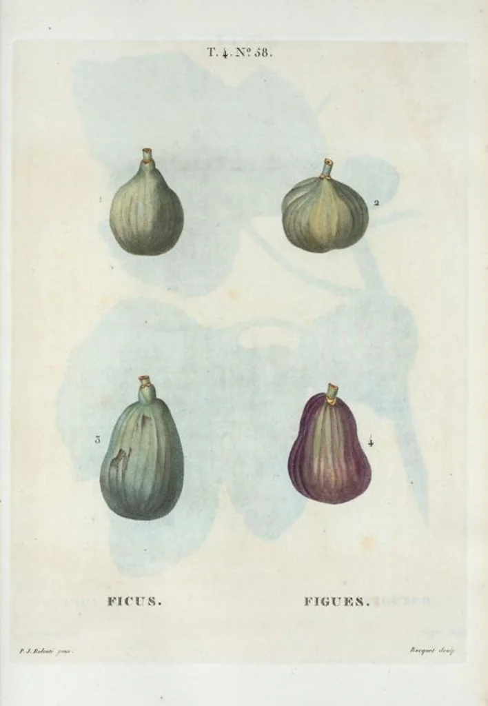 An illustration from Nouveau Duhamel, 1801, leaf 256
