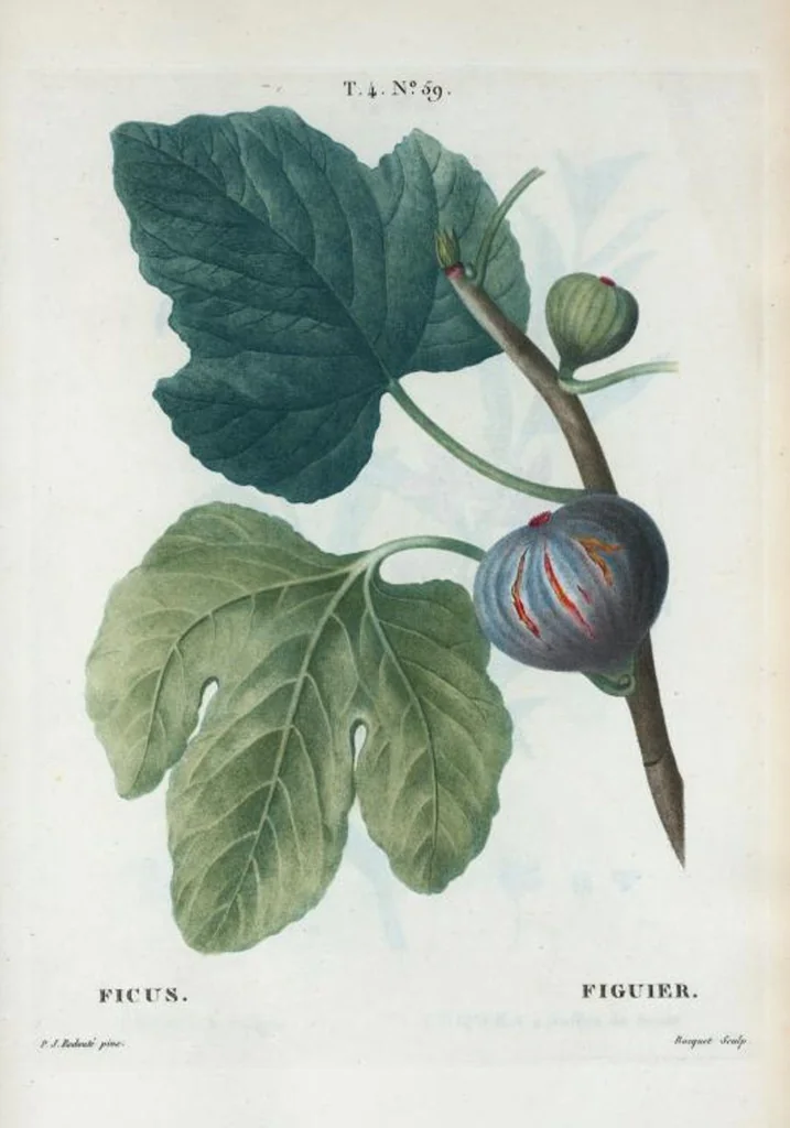 An illustration from Nouveau Duhamel, 1801, leaf 257