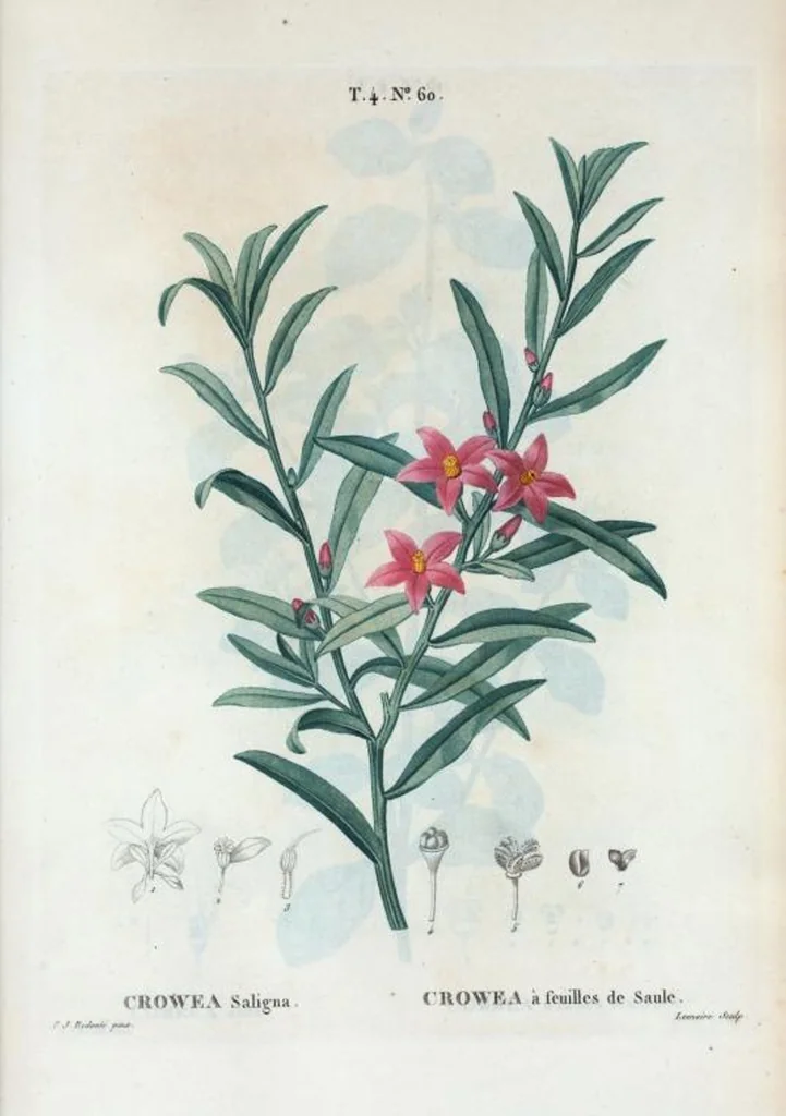 An illustration from Nouveau Duhamel, 1801, leaf 258