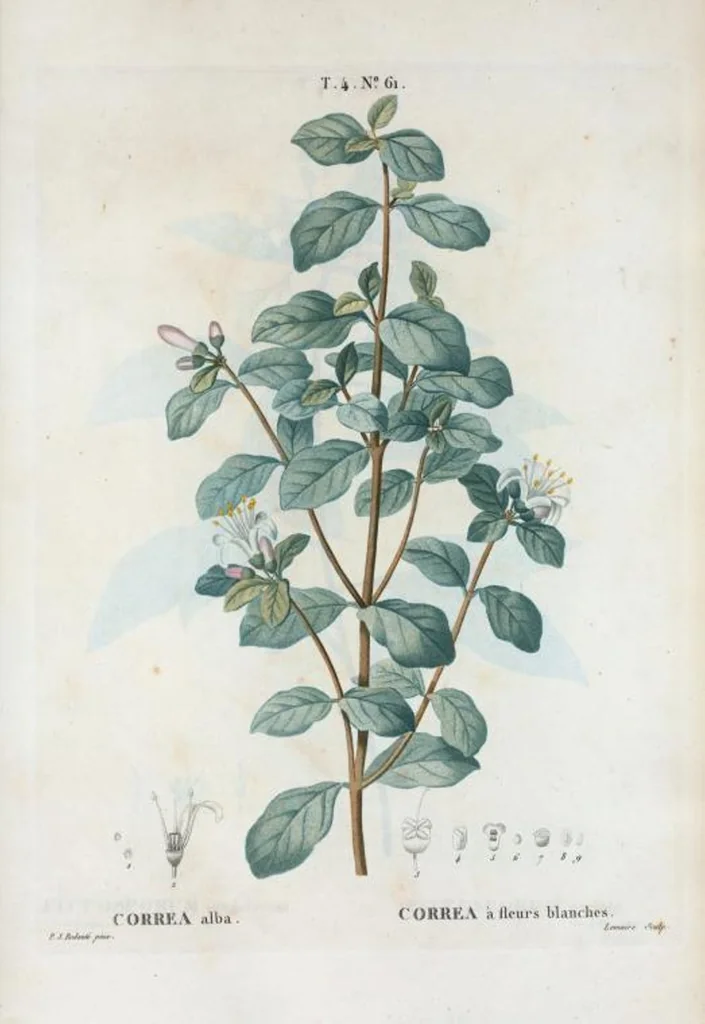 An illustration from Nouveau Duhamel, 1801, leaf 259