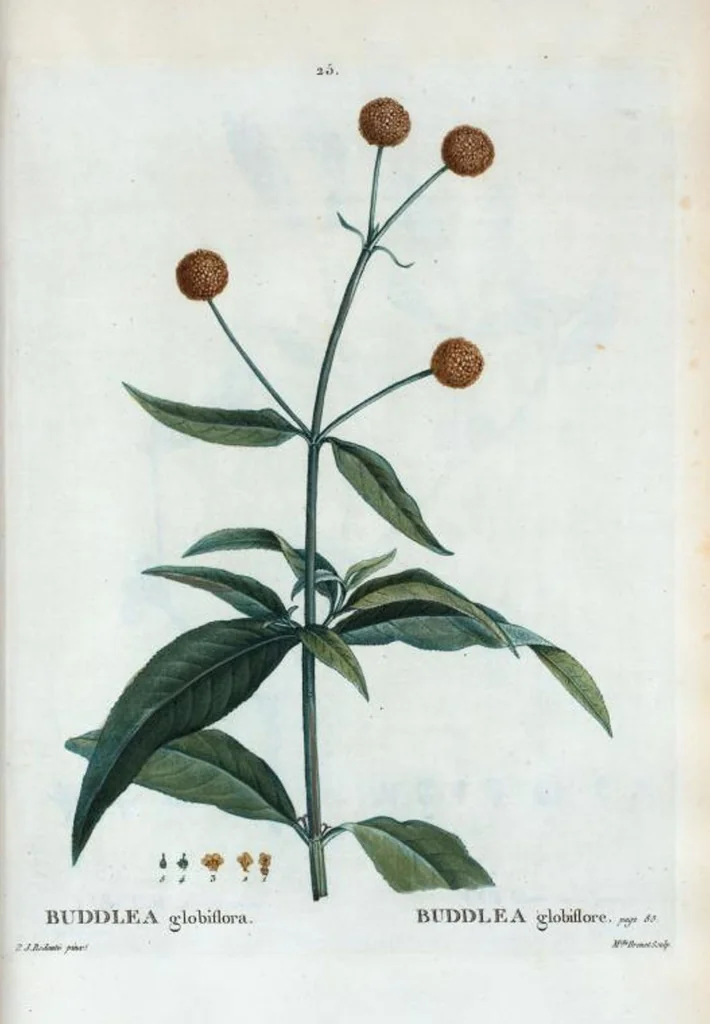 An illustration from Nouveau Duhamel, 1801, leaf 26