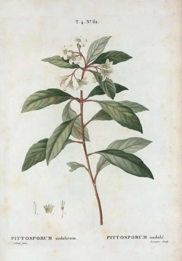 An illustration from Nouveau Duhamel, 1801, leaf 260