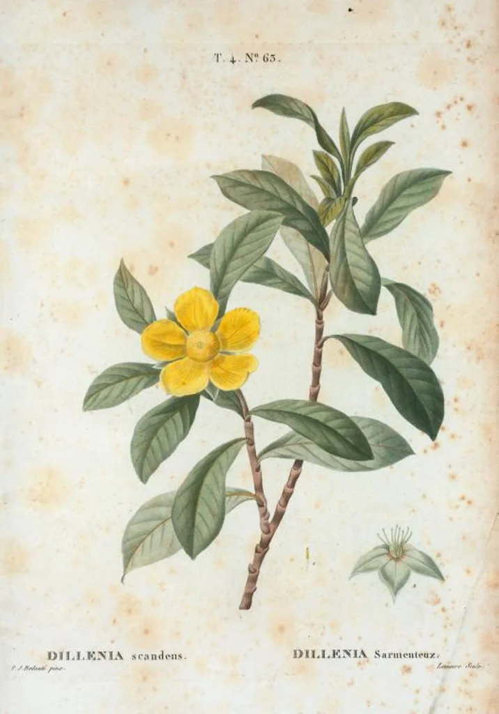 An illustration from Nouveau Duhamel, 1801, leaf 261