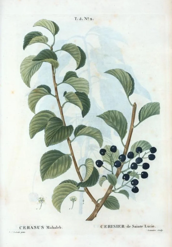An illustration from Nouveau Duhamel, 1801, leaf 264