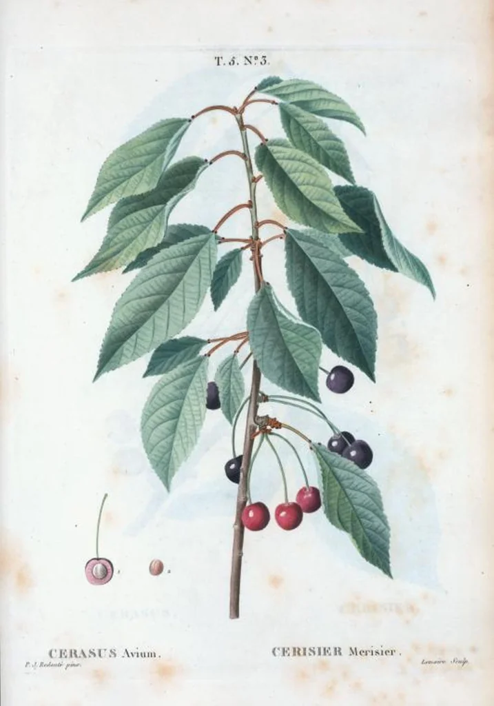 An illustration from Nouveau Duhamel, 1801, leaf 265