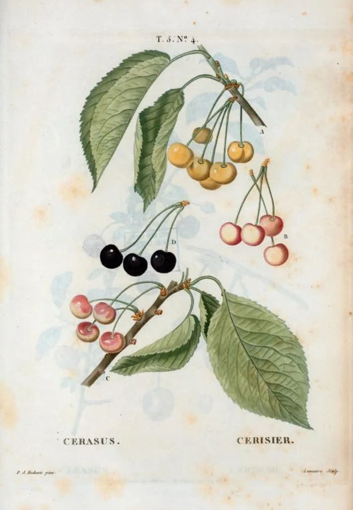 An illustration from Nouveau Duhamel, 1801, leaf 266