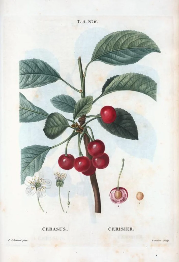 An illustration from Nouveau Duhamel, 1801, leaf 268
