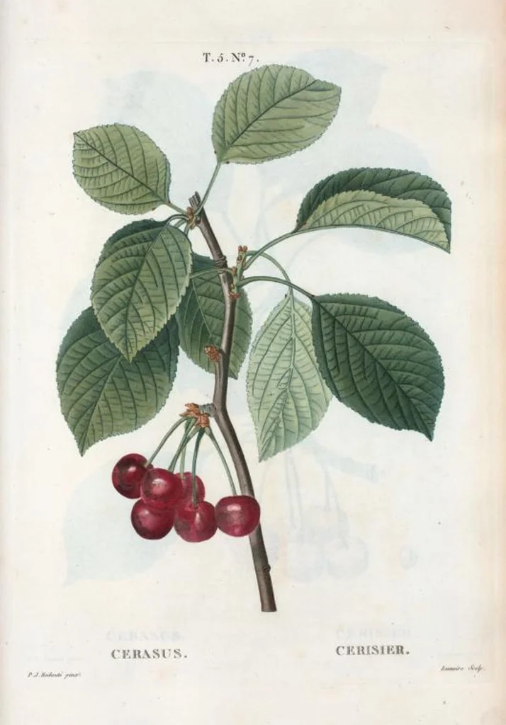 An illustration from Nouveau Duhamel, 1801, leaf 269