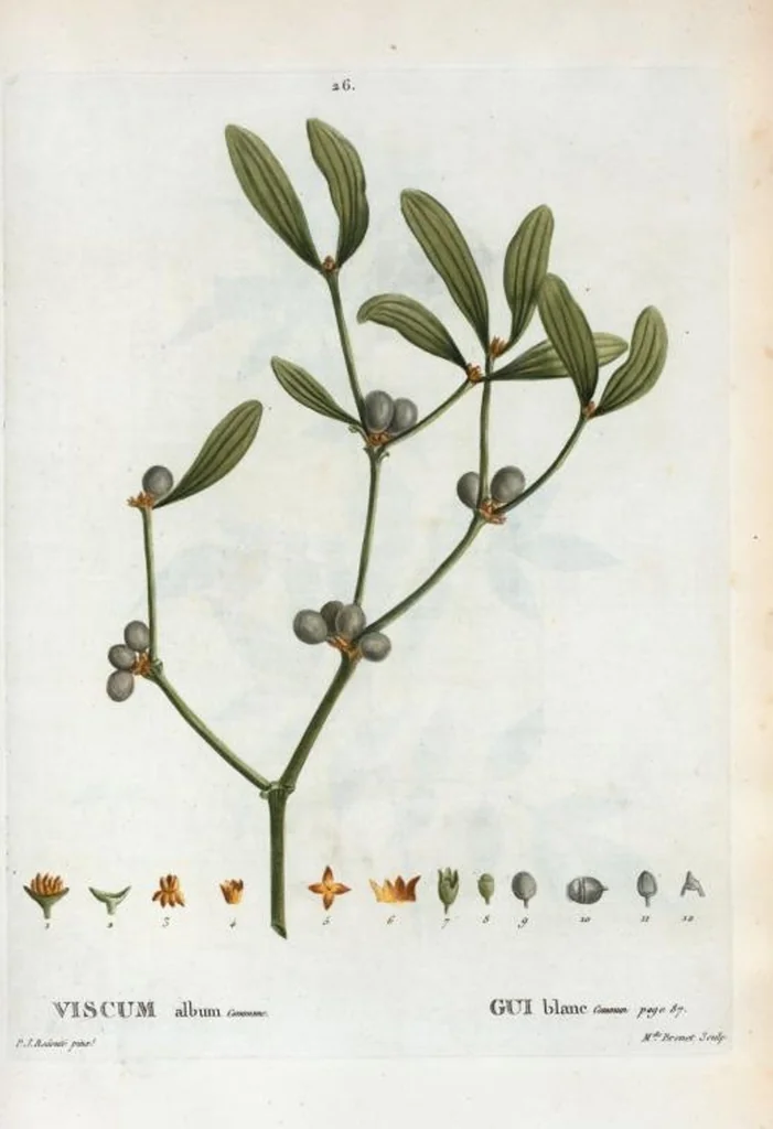 An illustration from Nouveau Duhamel, 1801, leaf 27