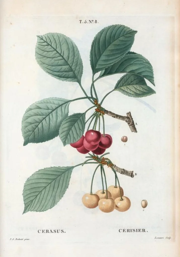 An illustration from Nouveau Duhamel, 1801, leaf 270