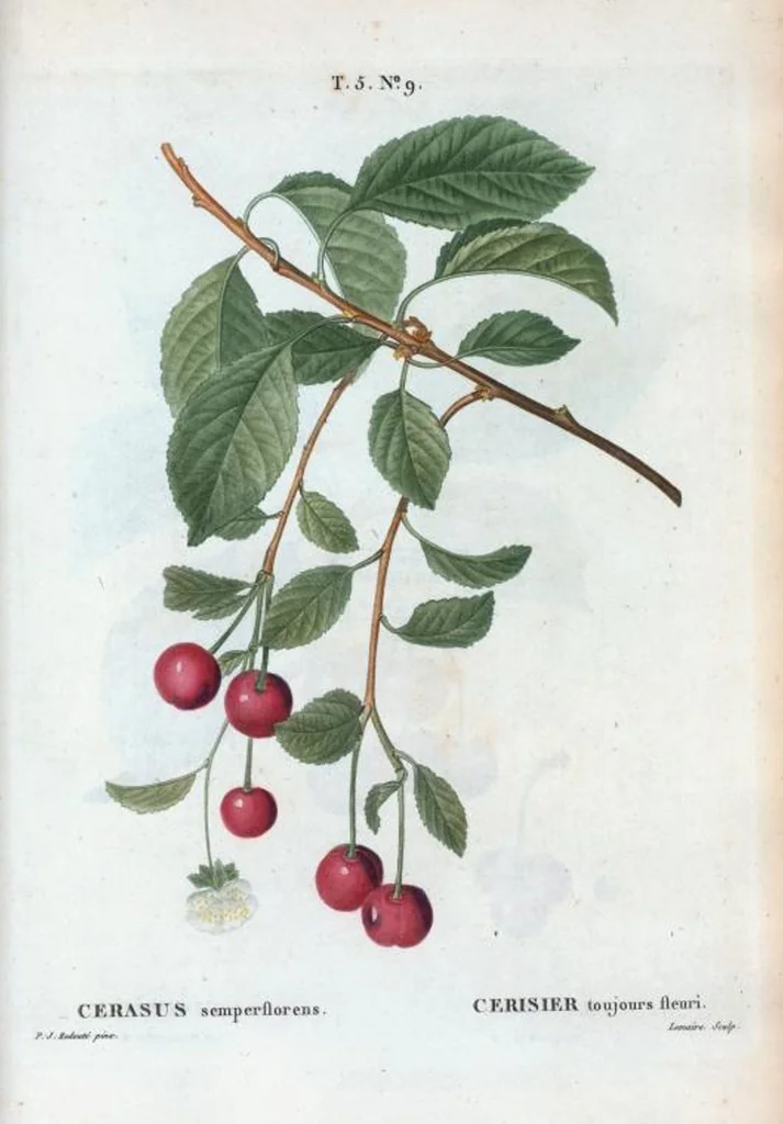 An illustration from Nouveau Duhamel, 1801, leaf 271