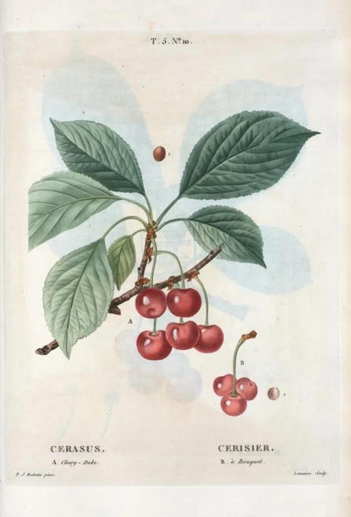 An illustration from Nouveau Duhamel, 1801, leaf 272