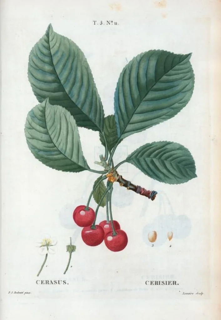 An illustration from Nouveau Duhamel, 1801, leaf 273