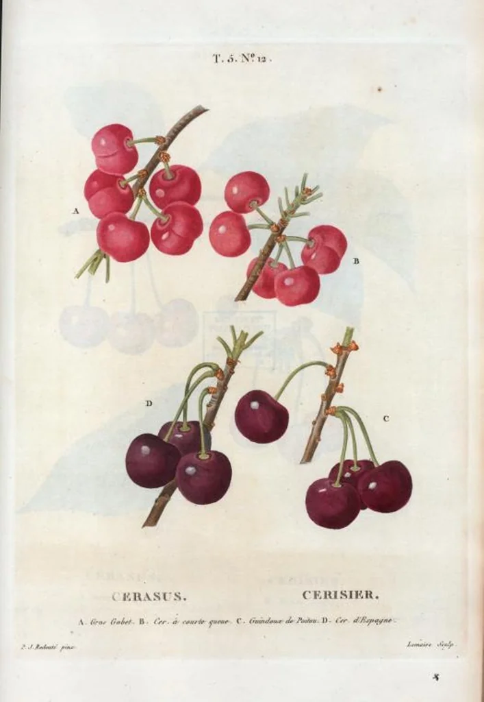 An illustration from Nouveau Duhamel, 1801, leaf 274