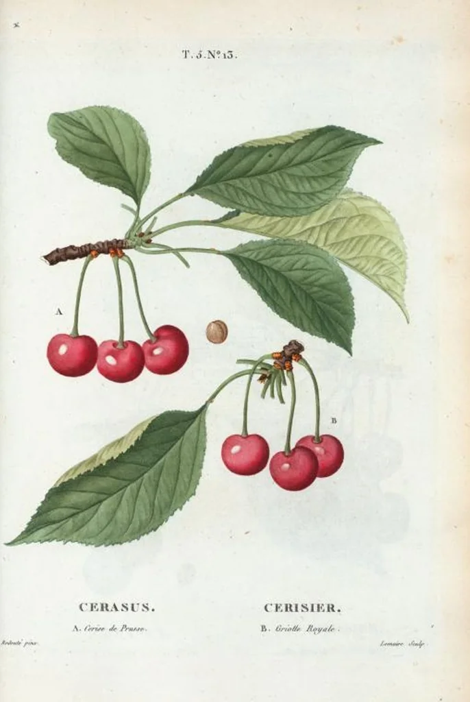 An illustration from Nouveau Duhamel, 1801, leaf 275