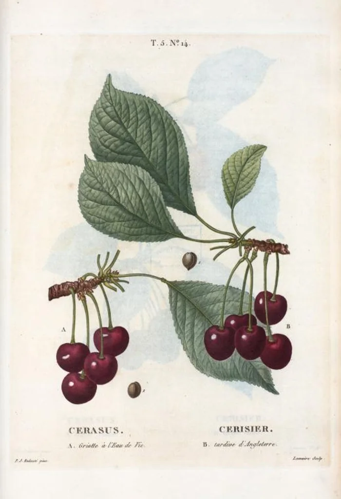 An illustration from Nouveau Duhamel, 1801, leaf 276