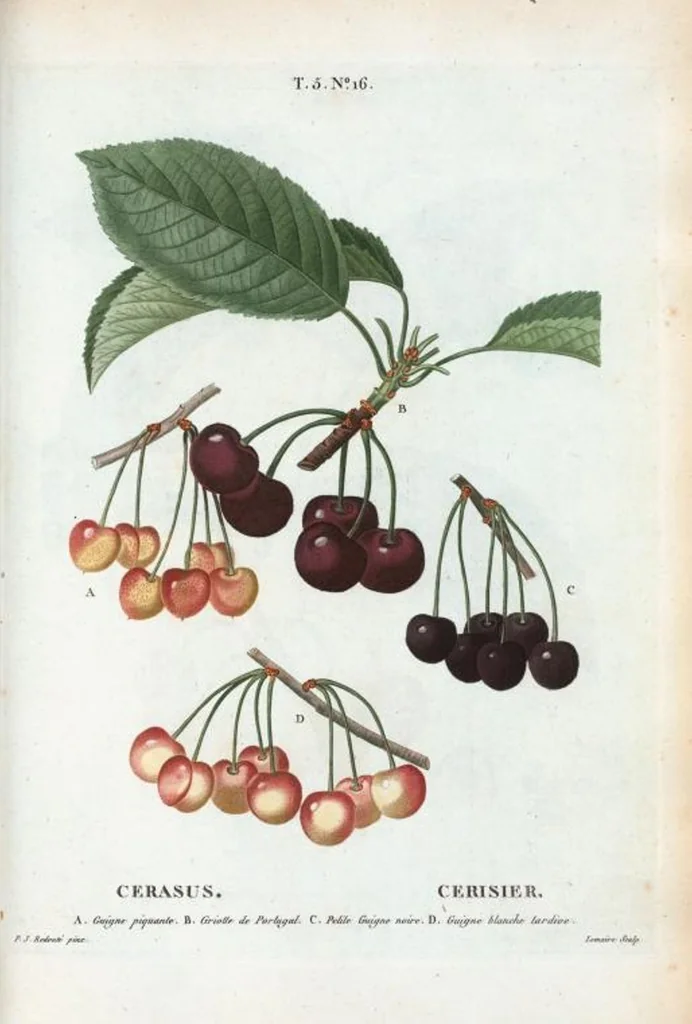 An illustration from Nouveau Duhamel, 1801, leaf 278