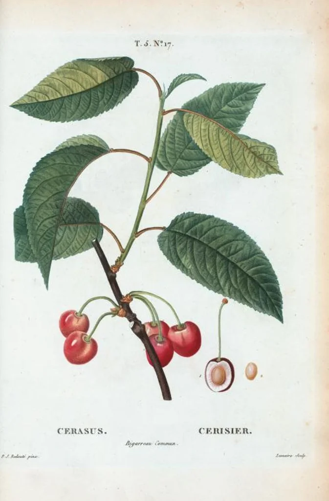 An illustration from Nouveau Duhamel, 1801, leaf 279