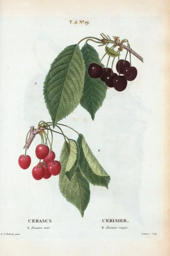 An illustration from Nouveau Duhamel, 1801, leaf 281