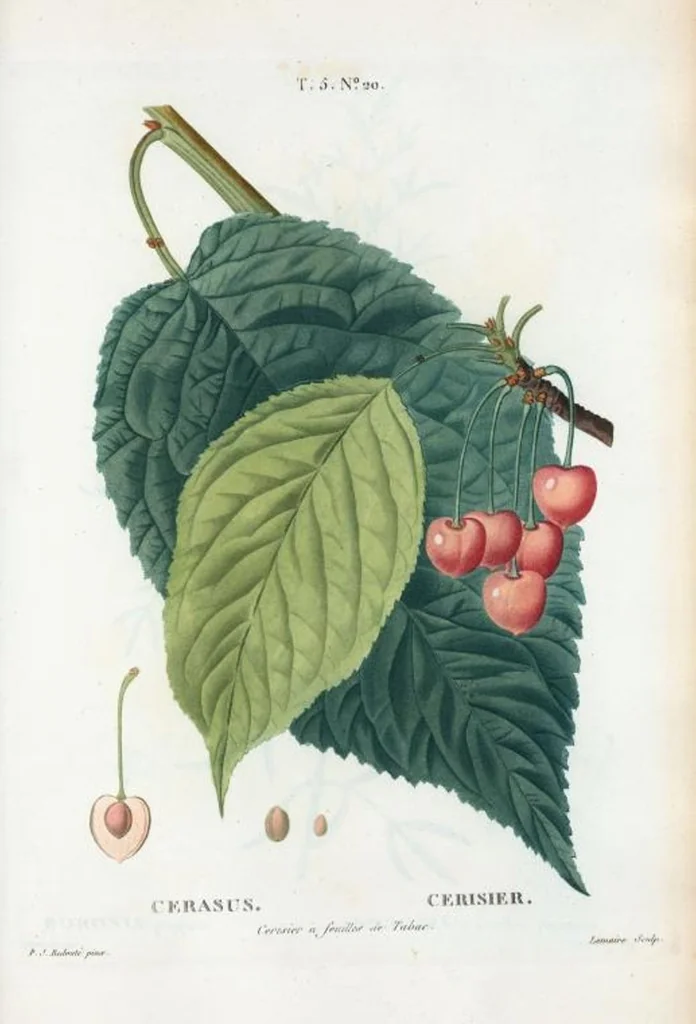 An illustration from Nouveau Duhamel, 1801, leaf 282