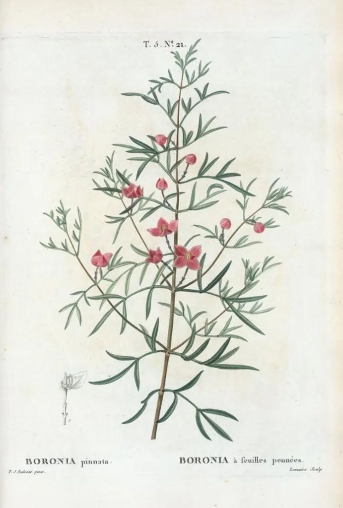 An illustration from Nouveau Duhamel, 1801, leaf 283