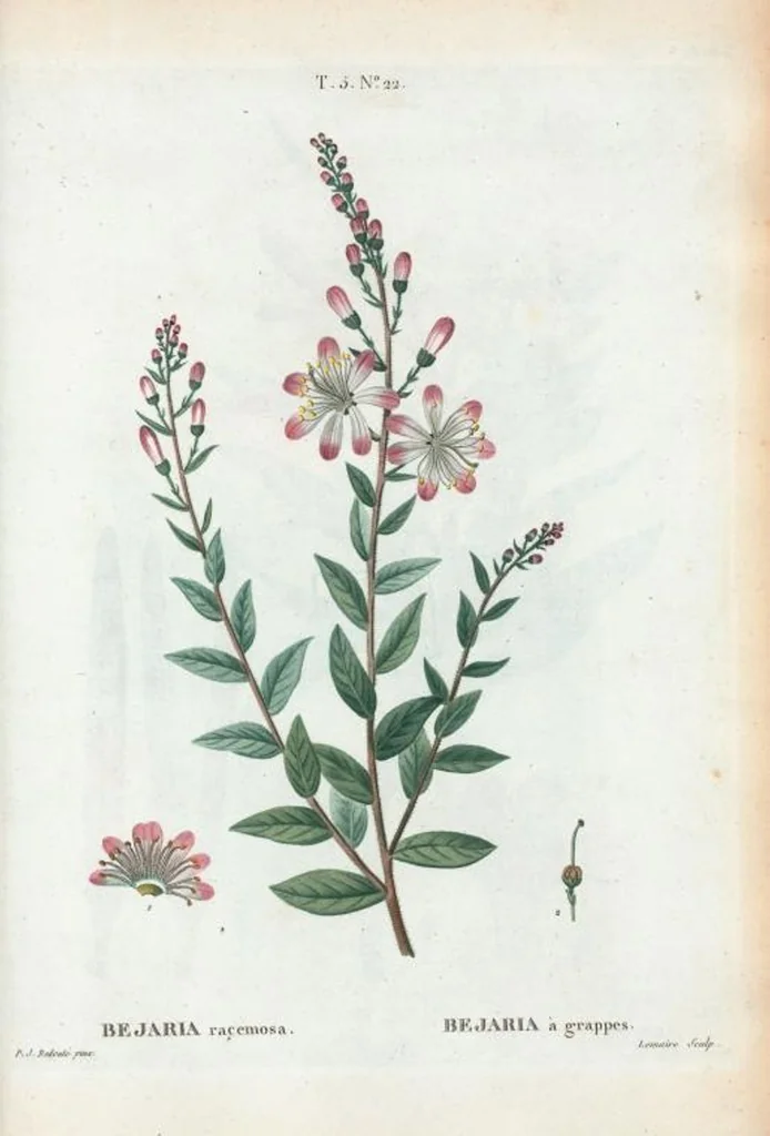 An illustration from Nouveau Duhamel, 1801, leaf 284