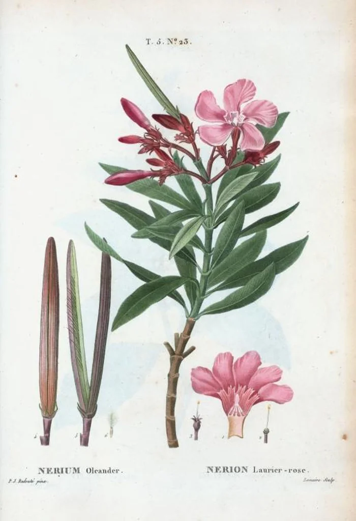 An illustration from Nouveau Duhamel, 1801, leaf 285