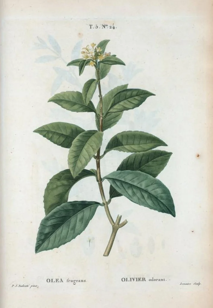 An illustration from Nouveau Duhamel, 1801, leaf 286