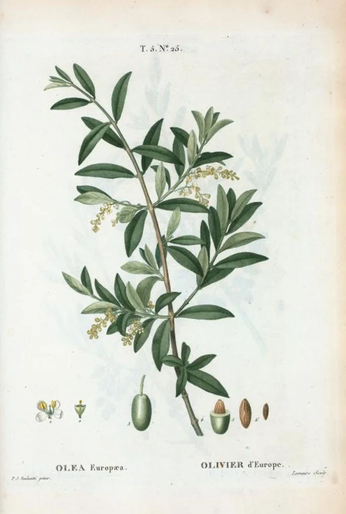An illustration from Nouveau Duhamel, 1801, leaf 287