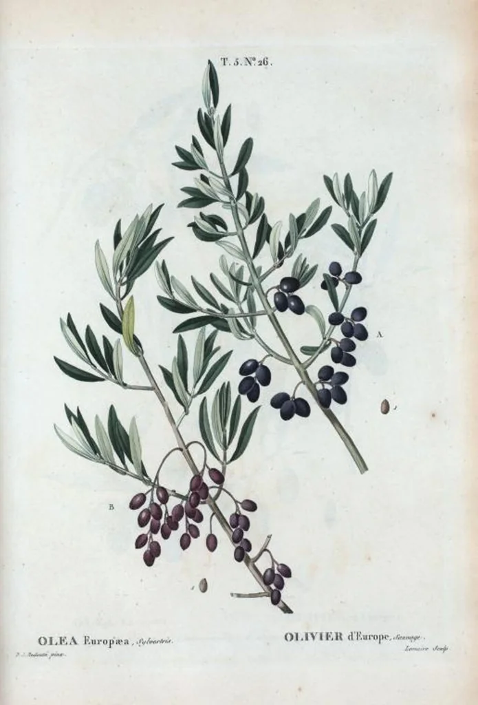 An illustration from Nouveau Duhamel, 1801, leaf 288