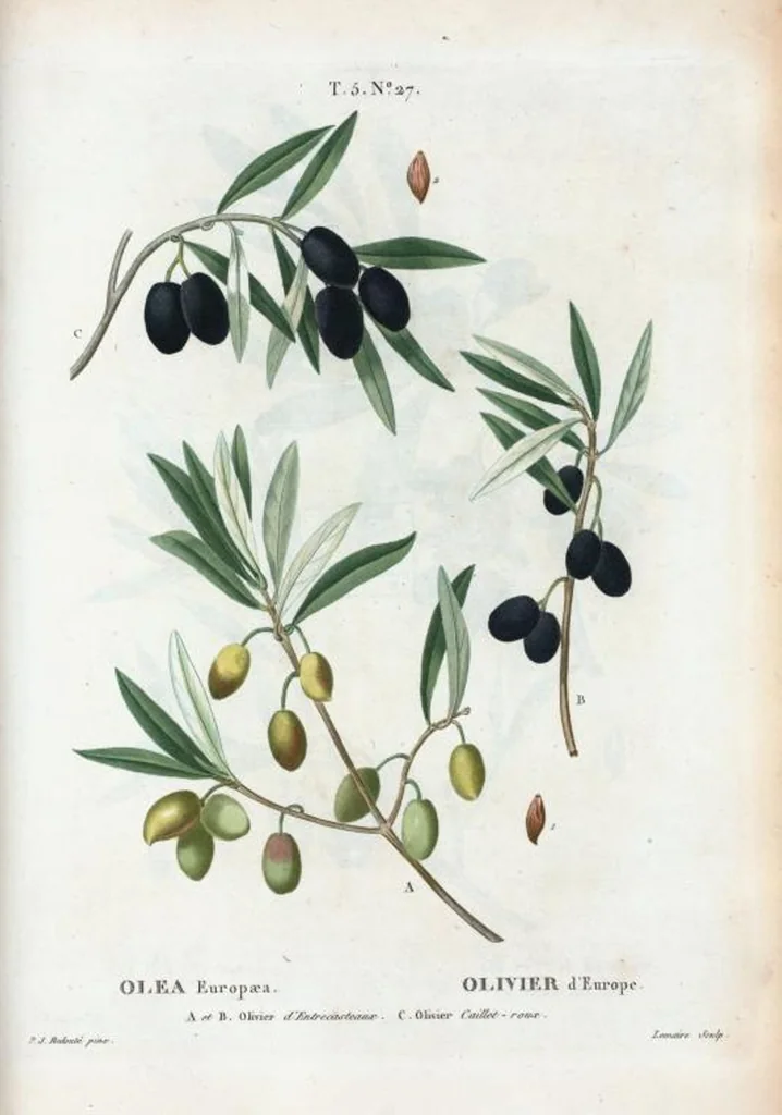 An illustration from Nouveau Duhamel, 1801, leaf 289