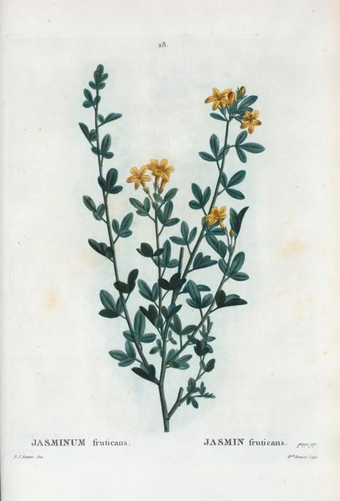 An illustration from Nouveau Duhamel, 1801, leaf 29