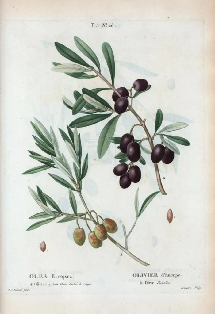 An illustration from Nouveau Duhamel, 1801, leaf 290